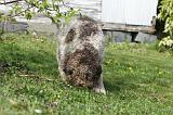 LAGOTTO CAVAGE 018